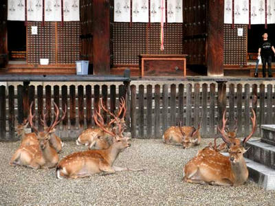 興福寺の鹿ども