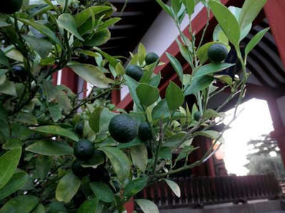 興福寺南円堂　右近の橘