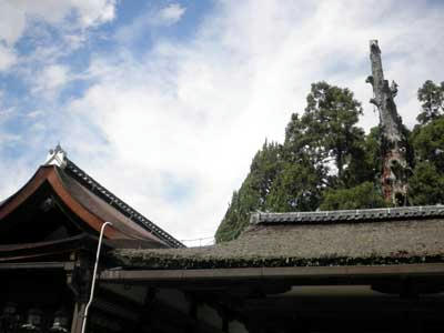 直会殿（葺替え済み）と幣殿（葺替え前）の屋根