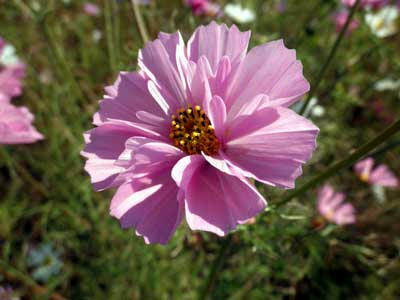 筒状の花弁の花