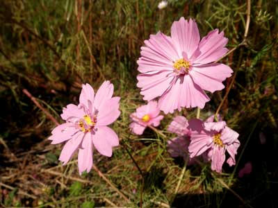 半八重咲きの花