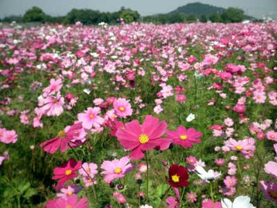 群生する花と耳成山