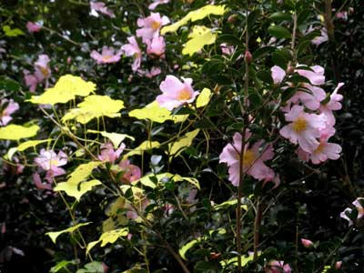 桃色の山茶花と黄色い蔦