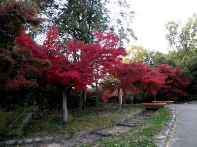 大和高田市　大谷山自然公園
