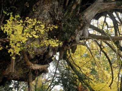 奈良県保護樹木に指定された大銀杏
