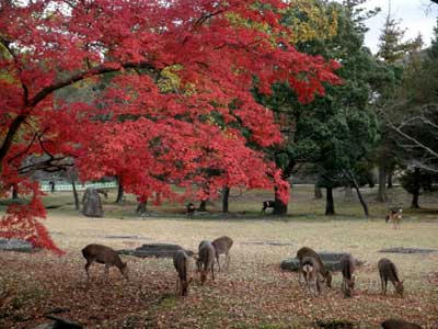 講堂跡の紅葉と鹿