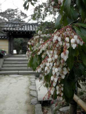 浄瑠璃寺の春？