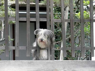 東大寺塔頭にいた犬