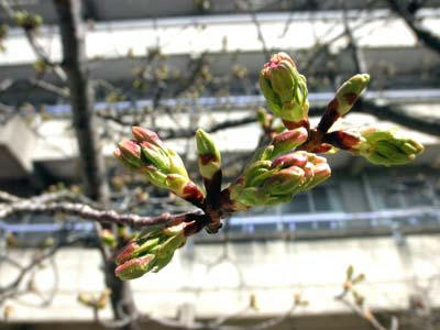 もうすぐ咲く？大島桜
