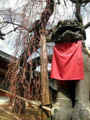 奈良市　氷室神社の大枝垂桜