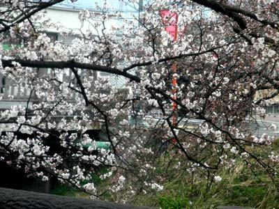 高田川堤の桜