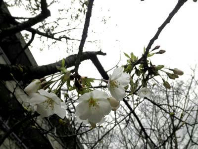 小学校の大島桜