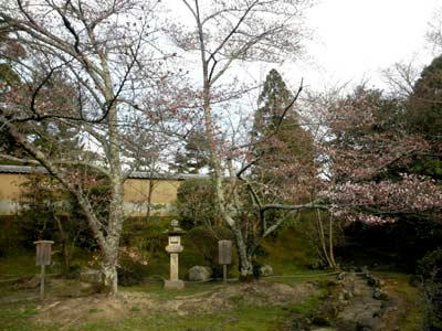 東大寺本坊の桜