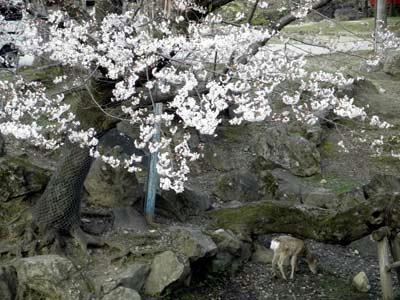 吉城川の桜