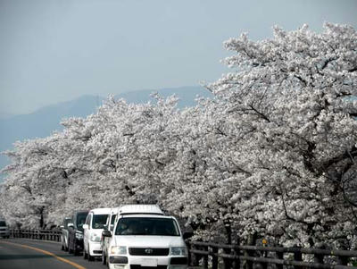 高田川堤