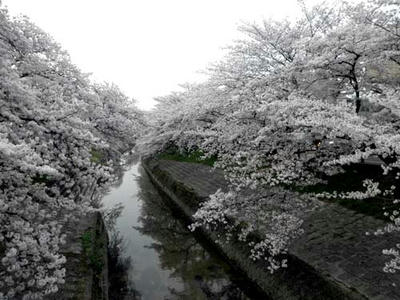 今年の桜も見納めかな