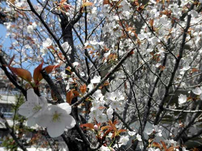 白山桜