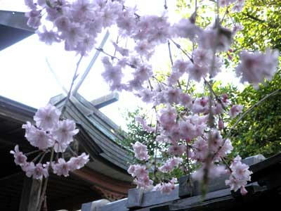 春日移しと枝垂れの華
