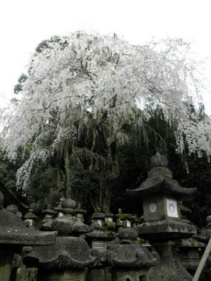 春日大社の枝垂桜