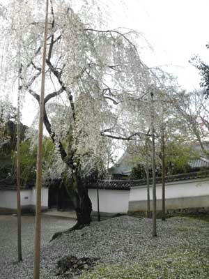 東大寺開山堂前の枝垂桜