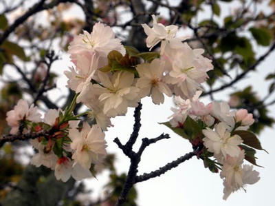 奈良の八重桜