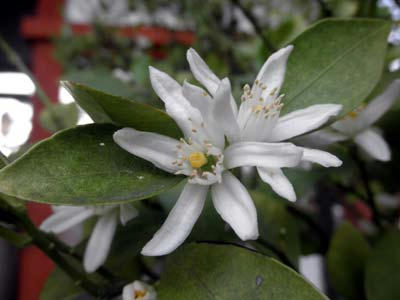 橘の花