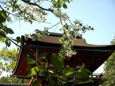 昨年の4月24日の林檎の花