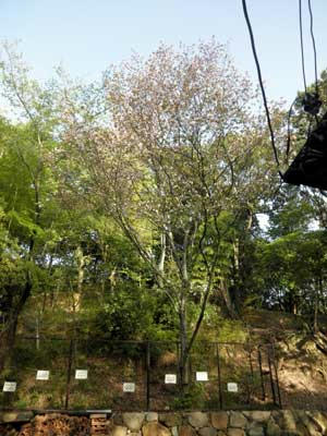 奈良の八重桜原木：知足院にて
