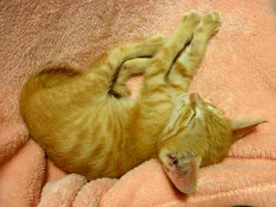 よく暴れ、よく食べ、よく眠る……これが子猫のあるべき姿？