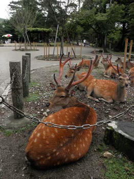 袋角に夏毛の雄鹿ども