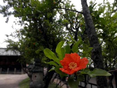 二月堂の下に咲いている石榴の花