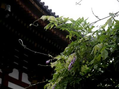 返り咲きの藤：興福寺にて