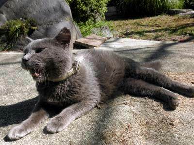 橿原神宮にいた猫