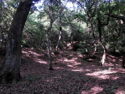 丸山西遺跡の平坦地