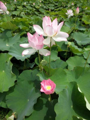 古代蓮の花