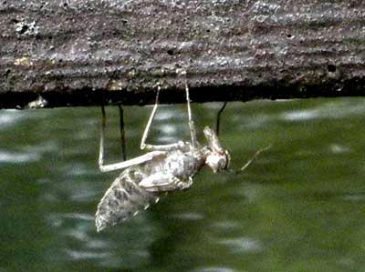 この抜け殻はオニヤンマのヤゴ？……奈良国立博物館にて
