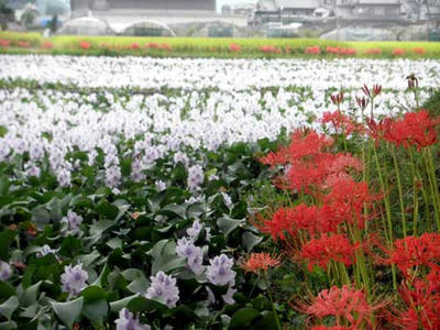 本薬師寺のホテイアオイと彼岸花