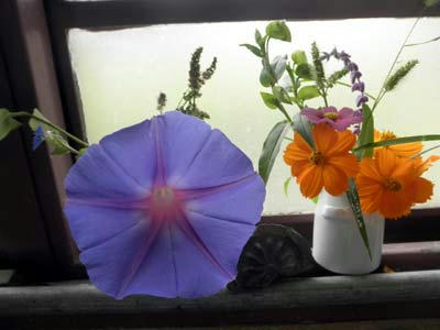 朝顔と黄花コスモス