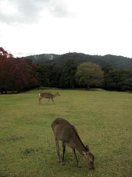 飛火野の鹿