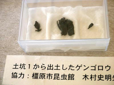 ゲンゴロウのキチン質が残っていました。