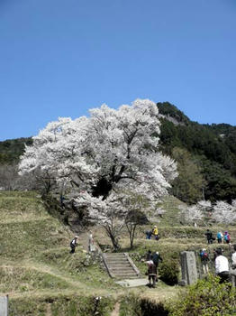 満開の千年桜
