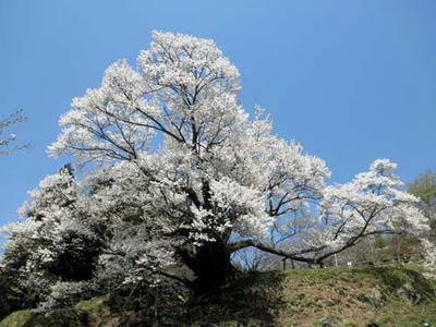 千年桜はモチヅキサクラという種類だそうです。