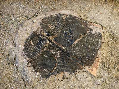 漆紗冠の出土状態