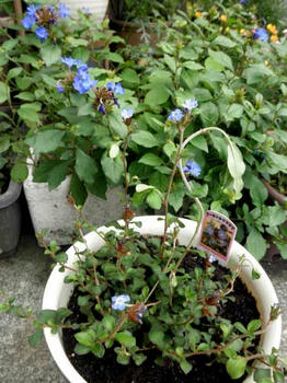 青い花の時期ールリマツリモドキ うめぞー 思案中
