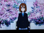 桜並木２