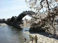 錦帯橋と河畔の桜