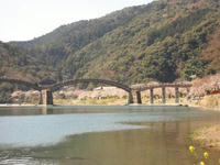 錦帯橋川と桜