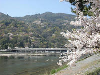 嵐山渡月橋と桜