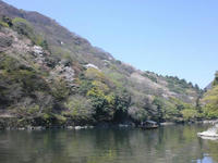 嵐山の桜