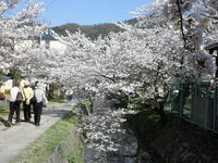 哲学の道